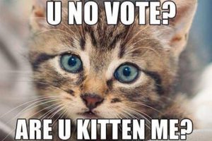 voting-kitten